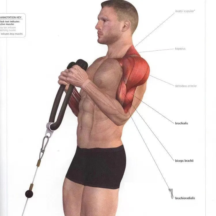 Tricep Rope Cable Attachment – Face Pull & Push Down Gym Accessory