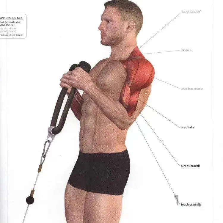 Tricep Rope Cable Attachment – Face Pull & Push Down Gym Accessory